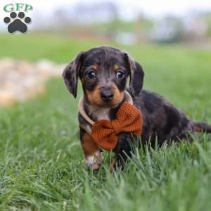 Leo, Dachshund Puppy